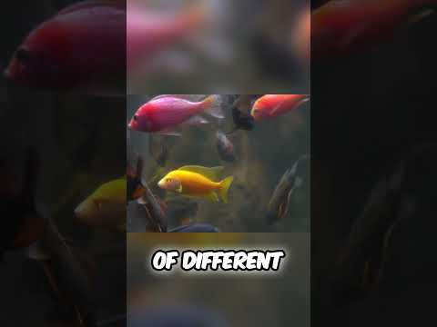 Amazing Aquarium Tour  Koi, Cichlids & Discus Fish!