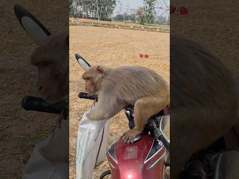 🚩monkey got melon from the bag#shortsviralvideo#trending#shorts
