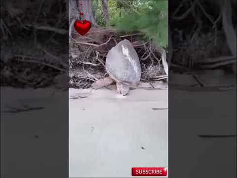 Incredible Sea Turtle Rescue Caught on Camera! 🐢🌊