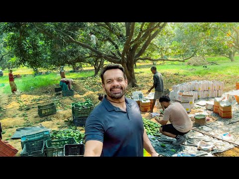 Humare 10 Acre Rosier Mango Farms 🥭
