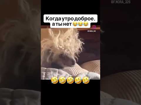 #рекомендации #юмор #funny #funnyvideo #мем #dog #funnydogs #funnyshorts #funnycomedy #собака