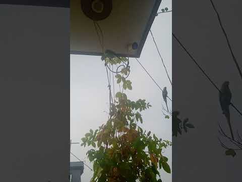 क्यूट मिट्ठू फनी मिट्ठू #song #music #love #nonstoptalkingparrot