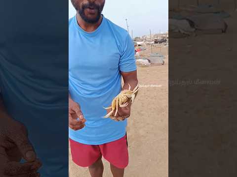 🦀🦀வெள்ளி நண்டு Ah?? #fishing #fishermen #seafood #fishlovers #fish #india #fisherman #seafishing