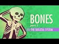 Exploring the Anatomy and Function of the Skeletal System