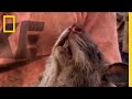 Hunting and Cooking Rats in Togo