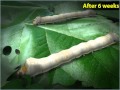 Silk Moth Life Cycle and Sericulture