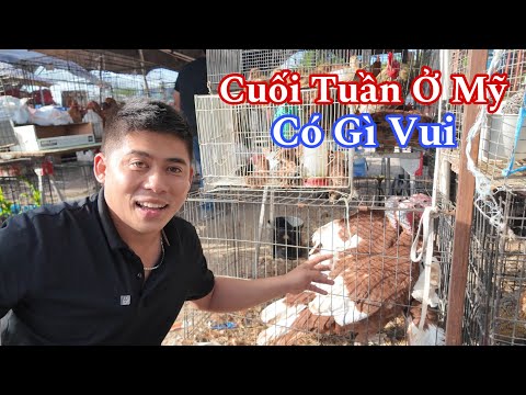 Trở Lại Mỹ Sau Một Thời Gian Vắng Bóng