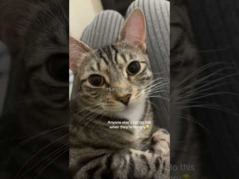 Hungry cat ๐คฃ๐ผ