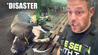 a DOWN COW, checking a TERRIBLE BULL ... and TRIMMING a DOUBLE SOLE frtom a cow's foot