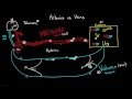 Understanding Arteries and Veins