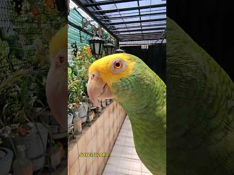 De Quién Son Esos Ojitos? 😊 Loro Que Habla #Shorts #loro #parrot #amor #birds #animals #viralvideo