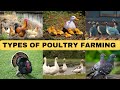 Poultry Management and Characteristics