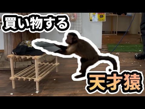 【天才猿】買い物ができるお猿さん！？！？