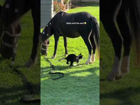 Bad horse #funny #foryou #funnyanimal #animals #petsunited