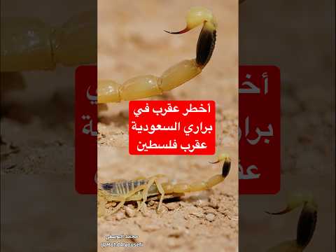 أخطر عقرب في براري السعودية هكذا تعرفها في الميدان - مقطع من حوار عن الحياة البرية في بودكاست ضوّ