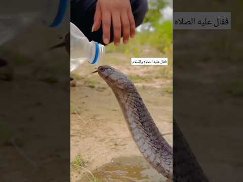 فقال صلى الله عليه وسلم اذا ظهرت الحيه#الله_اكبر #احاديث ##لا_اله_الا_الله #الله