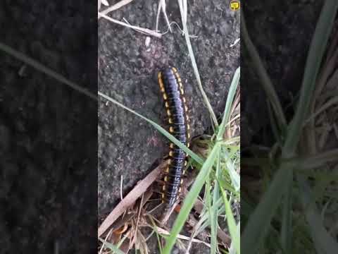 Cyanide Millipede Morning Walk