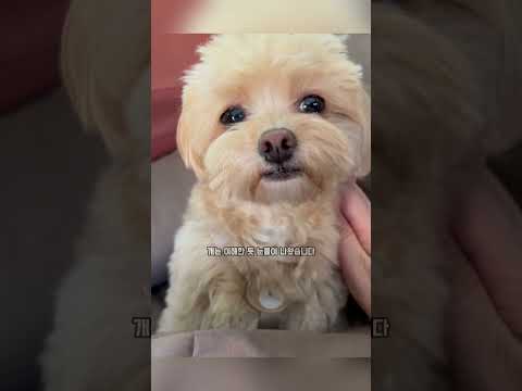 주인이 떠났을 때 이 강아지의 가슴 아픈 반응
