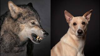 Historias Innecesarias: De lobos a perros