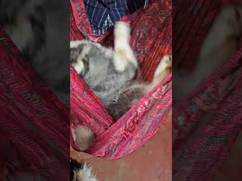 പാത്തുവിന്റെ ഗുണ്ടായിസം #huskylove#