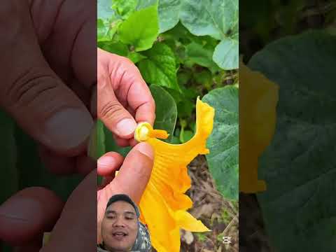 Cách Thụ Phấn Giúp Bí Đỏ #easyfarming