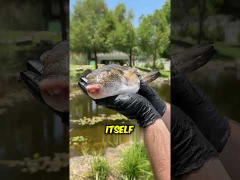 Why can't the pufferfish return to the water? ๐ฎ
