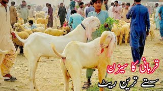 Sizan 2025 Rajan puri Goat Mnadi گلابی بکرے سستی آفر @SajawalGoatfarm 03368056786