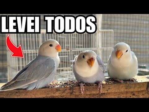 Indo buscar as NOVAS AVES | Despedidas | novidade marreco | Aves Recriar