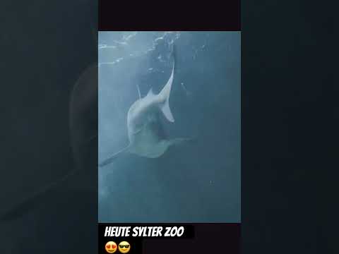 #hai #gruselig #zoo #trending #music #tiktok #youtubeshorts #comedy #fantasy #gefangen #best #sylt