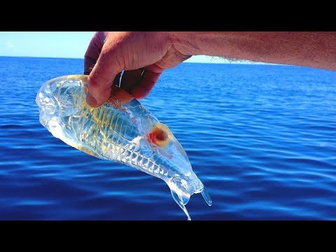 10 Animales Con Camuflajes Increíbles