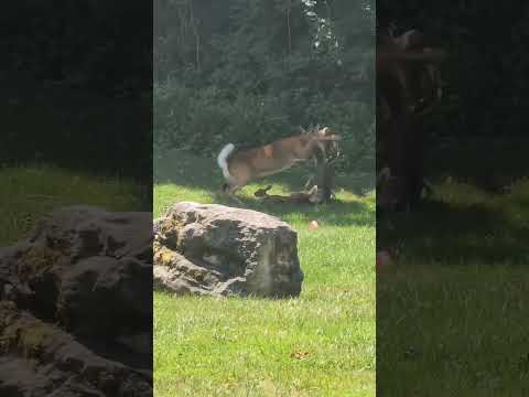 Doe saves fawn from coyote