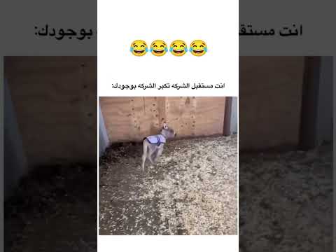 مستقبل الشركه امانه في ايديك #اكسبلور
