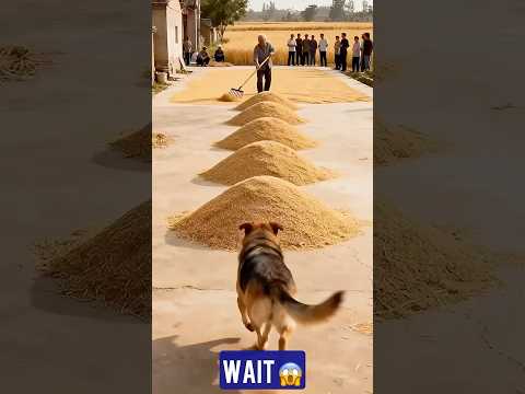 Dog 😂#funny #funnycomedy #funny #realfools #funnycomedy #baffalo #tamil #support @Fayaz_bhaii