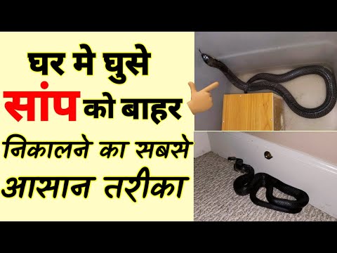 घर मे घुसे सांप को बाहर कैसे निकाले, 3 जबरदस्त तरीके 😯 #amazinfacts #shorts