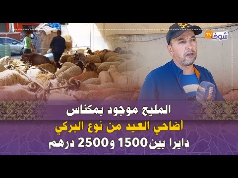 المليح موجود بمكناس..أضاحي العيد من نوع البركي دايرا بين1500 و2500 درهم
