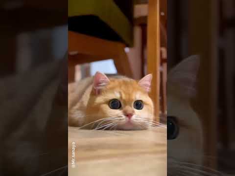 cute cat 16😍😊🙀 #cats #cat #cute