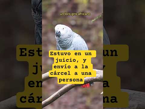 👉 “El loro que resolvió un asesinato 😱🦜 | Historia real”