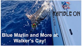 Blue marlin, snorkeling and more at Walker's Cay, Bahamas on board the Ramble On!
