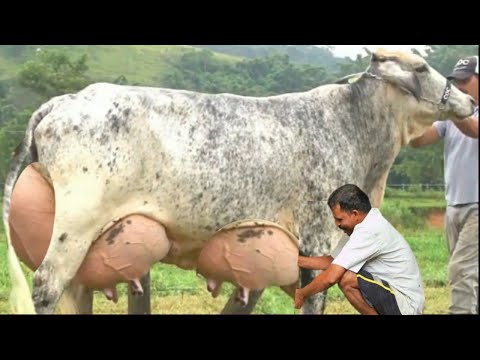 Top 5 Highly Milking Biggest Udder Cows in The World | Gir gay farming in India