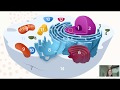 Cell Organelles in AP Biology: Key Concepts and Functions