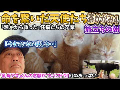 【里親探し】目が開かない状態で保護された4姉弟…奇跡の「天使」になってついに卒業します。