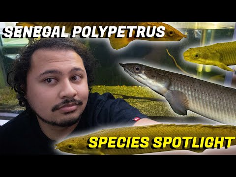 Senegal Polypetrus Species Spotlight & Fishroom Up Welcome back to Adam's Ale! Today we're looking at the Senegal Polypetrus /Bichir - commonly known a