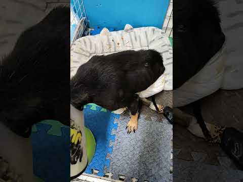 老蘇都是固定使用同一品牌的老犬飼料，避免不同的飼料造成狗狗腸胃不適應，泡軟後加入任何寵物罐頭及鮮食，若有胃口不佳或挑食的狗狗，家樂福的烤雞非常好用