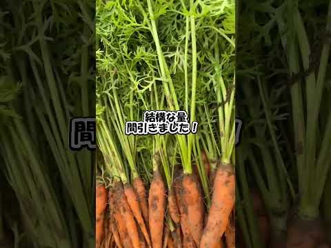 人参の間引きです🥕#そらの野菜 #自然栽培 #無農薬野菜 #無農薬 #無農薬無肥料#マクロビオティック #マクロビ #野菜宅配 #そらの野菜 #たはら暮らし #shorts