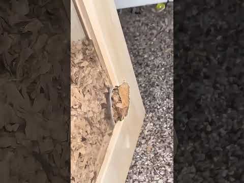 عاد إلى المنزل ليجد حيوانه قد هرب… لكن ما اكتشفه بعدها كان صادمًا! 😳