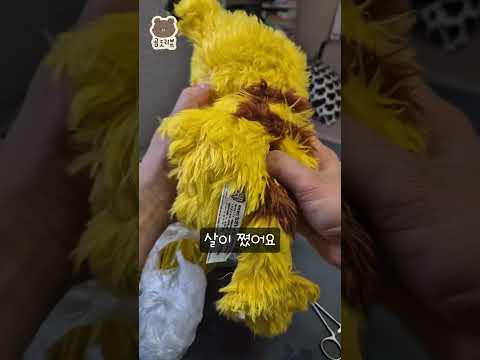물에 빠진 피카츄 살리기