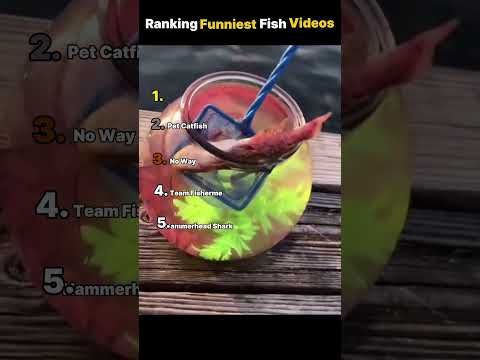 Ranking Funniest Fish Videos