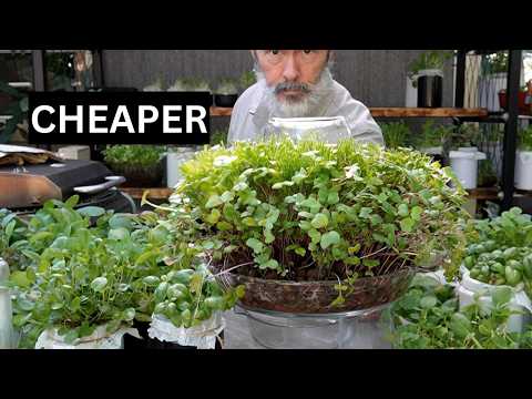 Cheaper Grow Medium and Loads of Microgreens