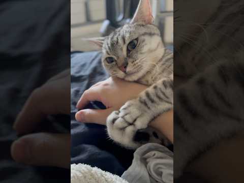 猫の動画サムネイル - 猫が絶対会社に行かせてくれない...笑 #shorts #猫 #cat