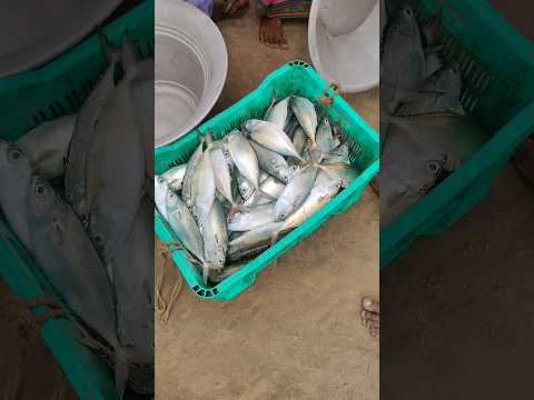 very tasty fishes #fishing #hunting #seafood #ytshorts #pudimadaka #localboynaveen